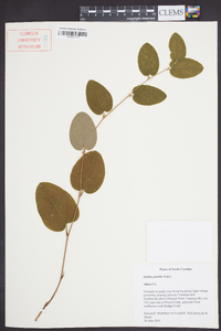 Smilax pumila image