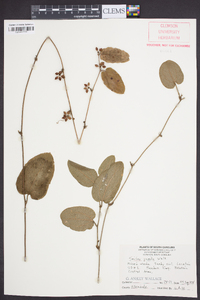 Smilax pumila image