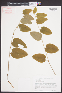 Smilax pumila image