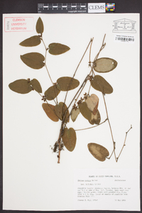 Smilax pumila image