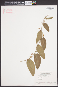 Smilax pumila image