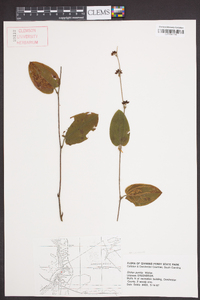 Smilax pumila image