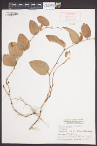 Smilax pumila image