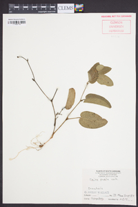 Smilax pumila image