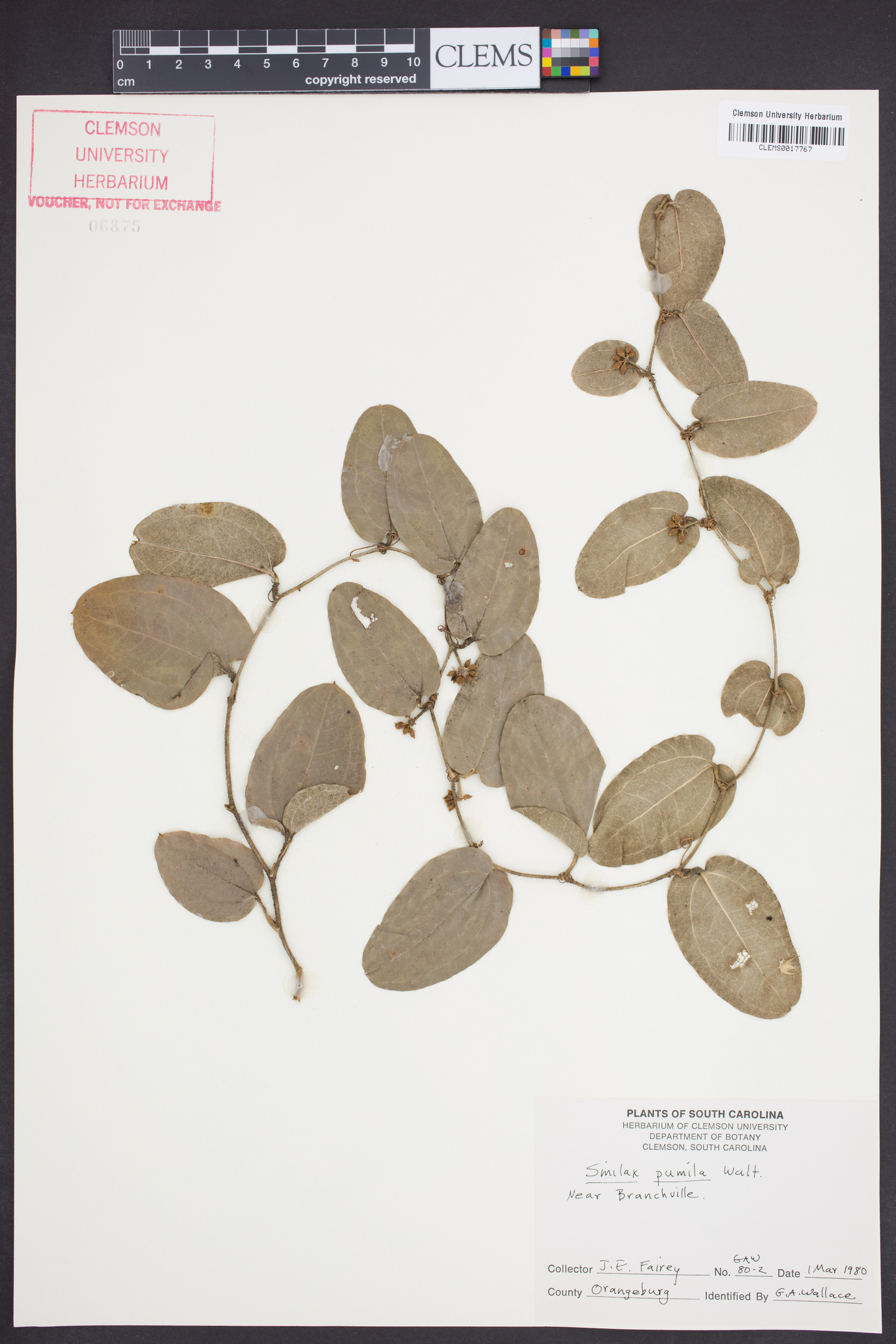 Smilax pumila image