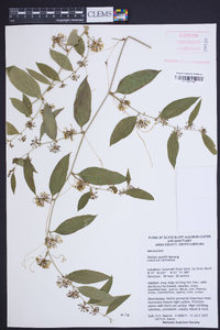 Smilax smallii image