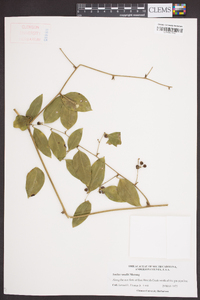 Smilax smallii image