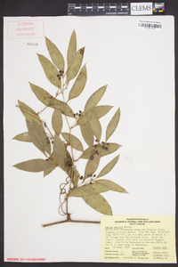 Smilax smallii image