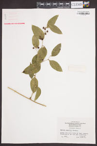 Smilax smallii image