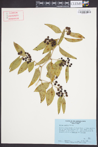 Smilax smallii image