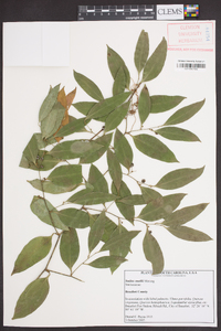 Smilax smallii image