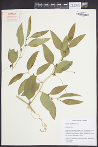 Smilax smallii image