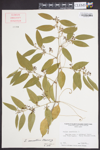 Smilax smallii image