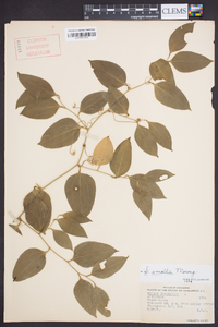 Smilax smallii image