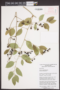 Smilax smallii image