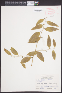 Smilax smallii image