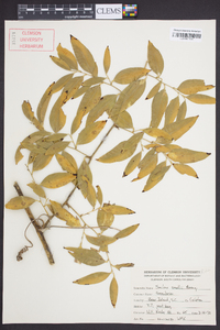 Smilax smallii image