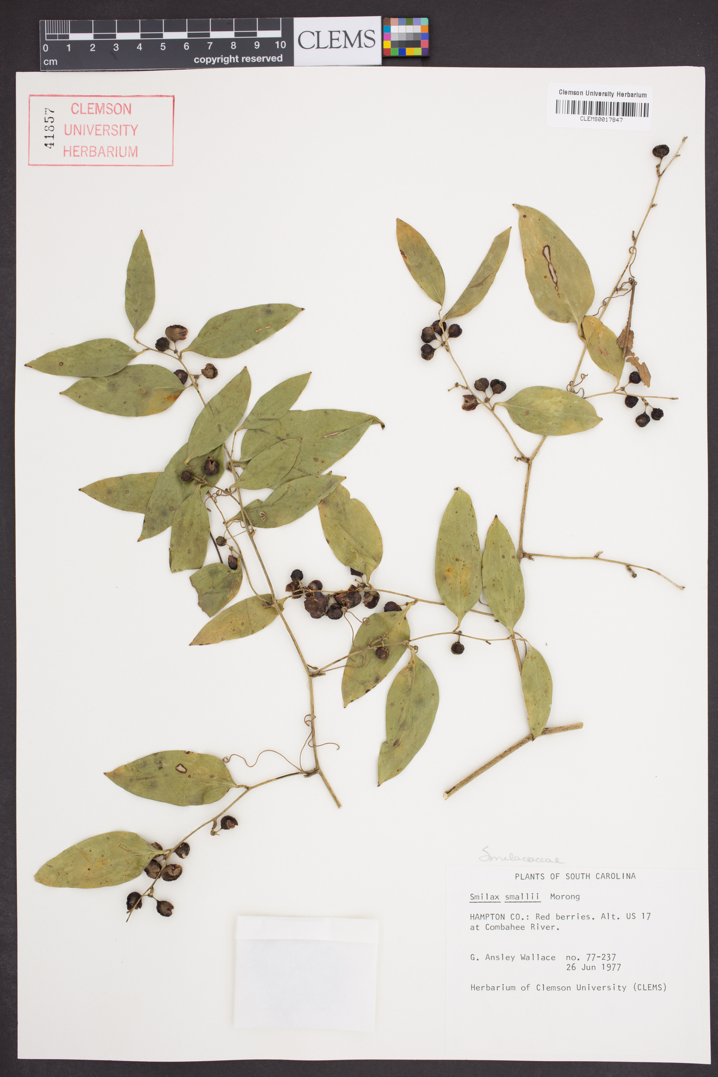 Smilax smallii image