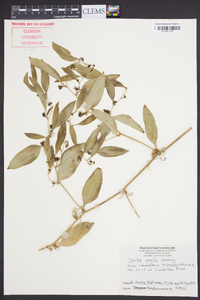 Smilax smallii image