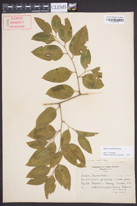 Smilax smallii image