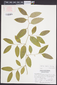 Smilax smallii image