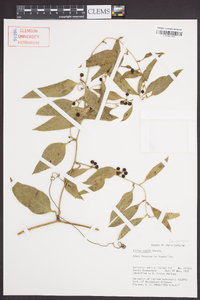 Smilax smallii image