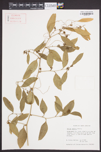 Smilax smallii image