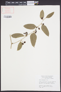 Smilax smallii image