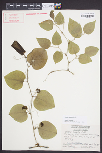 Smilax tamnoides image