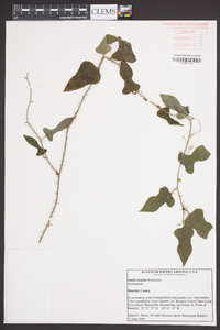 Smilax tamnoides image