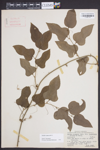 Smilax tamnoides image