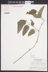 Smilax tamnoides image