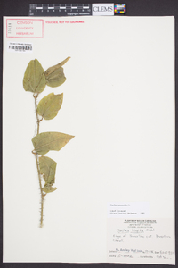 Smilax tamnoides image