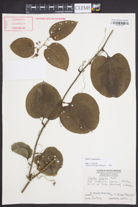 Smilax tamnoides image