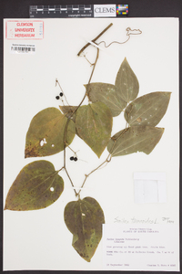 Smilax tamnoides image