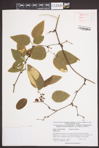 Smilax walteri image