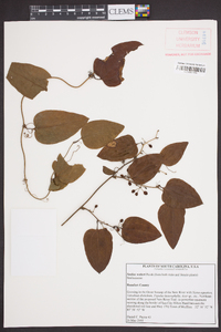 Smilax walteri image