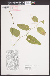 Smilax walteri image