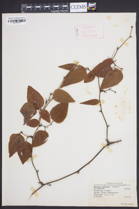 Smilax walteri image