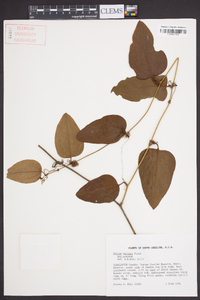 Smilax walteri image