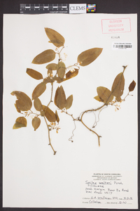 Smilax walteri image