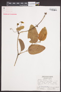 Smilax walteri image