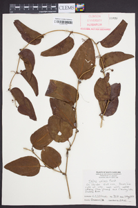 Smilax walteri image