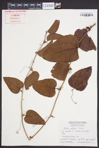 Smilax walteri image