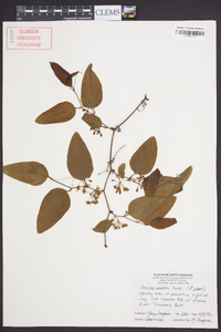 Smilax walteri image