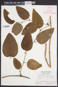 Smilax walteri image