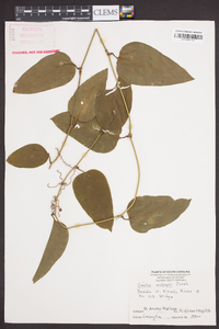 Smilax walteri image