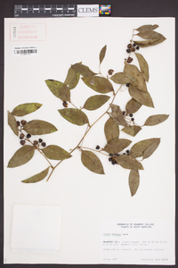 Smilax walteri image