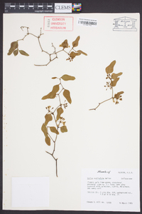 Smilax auriculata image