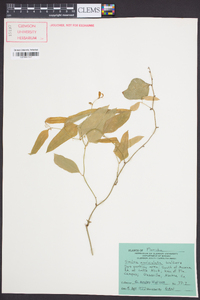 Smilax auriculata image